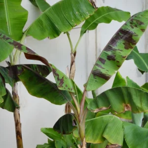 Zebrina Banana Plant Live - 4-6 Inch Rooted Banana Tree for Gardens