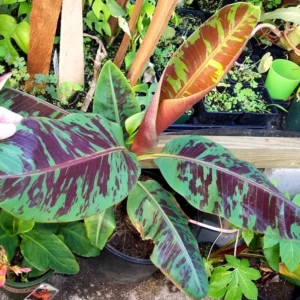 Zebrina Banana Plant Live - 4-6 Inch Rooted Banana Tree for Gardens