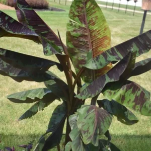 Zebrina Banana Plant Live - 4-6 Inch Rooted Banana Tree for Gardens