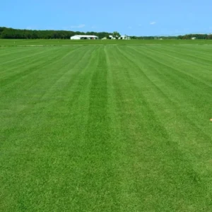 Zoysia Grass Seeds - 10,000 Seeds Ornamental Lawn Grass