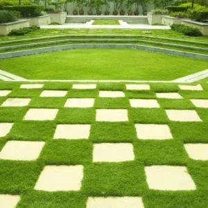 Zoysia Grass Seeds - 10,000 Seeds Ornamental Lawn Grass