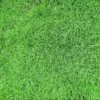 Zoysia Grass Seeds - Lawn & Ornamental Zoysia Japonica Seeds