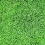 Zoysia Grass Seeds - Lawn & Ornamental Zoysia Japonica Seeds