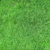 Zoysia Grass Seeds - Zoysia Japonica Ornamental Lawn Seed 1000 Count