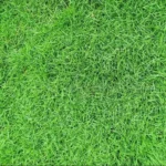 Zoysia Grass Seeds - Zoysia Japonica Ornamental Lawn Seed 1000 Count