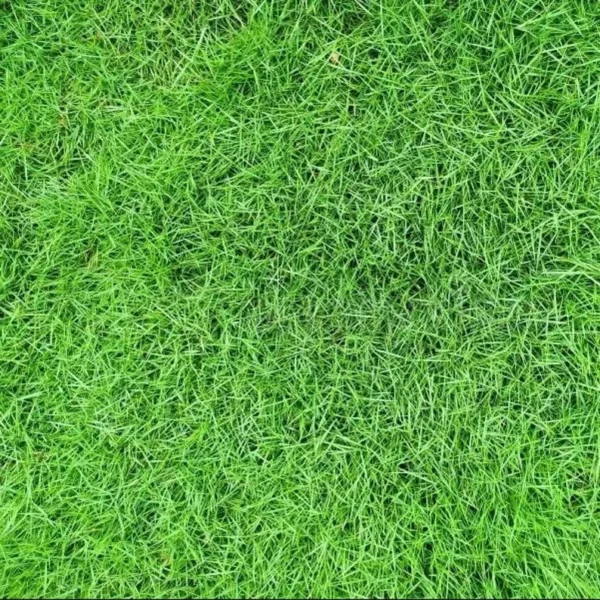 Zoysia Grass Seeds - Zoysia Japonica Ornamental Lawn Seed 1000 Count