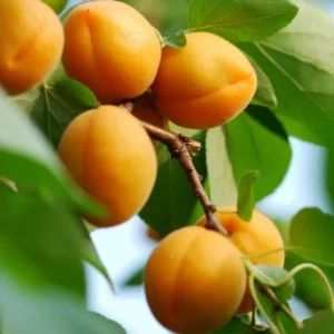 Dwarf Puget Gold Apricot Tree Bare Root Live Plant - Easiest Growing Apricot Tree - Fruit Tree - 2 Years Old 3-4 Feet Tall
