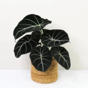 Black Velvet Alocasia Plant Live - Ornamental Taro Plant 5-7 Inch
