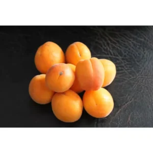 Dwarf Puget Gold Apricot Tree Bare Root Live Plant - Easiest Growing Apricot Tree - Fruit Tree - 2 Years Old 3-4 Feet Tall