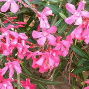 Pink Oleander Live Plant 2-Pack - 4-6 Inch Tall Shrub Plant for Gardening