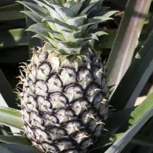 Sugarloaf Pineapple Plant - Live Fruit Tree - 4-6 Inch - Sweet Variety