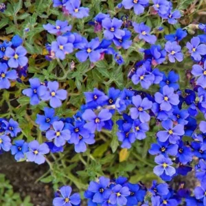 Blue Creeping Thyme Seeds - Ground Cover - 100 Seeds - Blue Flowering