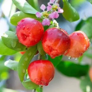 Dwarf Barbados Cherry Tree Live Plant - 5-9 Inch Ornamental Garden Acerola