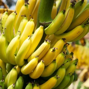 Dwarf Cavendish Banana Tree Live Plant - Garden Ready Outdoor Plant