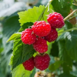 Thornless Raspberry Plants Live - Set of 4 Raspberry Seedlings