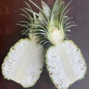White Jade Pineapple Plant Live - Sweet Fruit Tree Seedling, 5-8 Inch