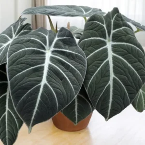 Black Velvet Alocasia Plant Live - Ornamental Taro Plant 5-7 Inch