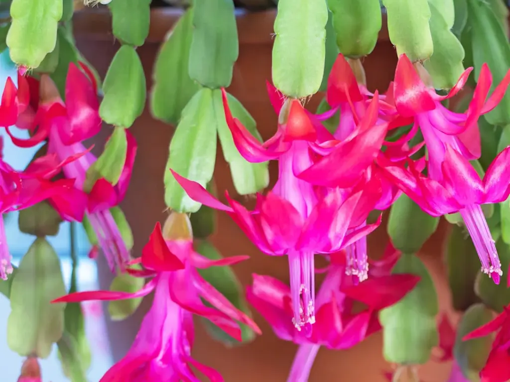 A close-up of a blooming Christmas Cactus with vibrant pink flowers, showcasing its festive colors.