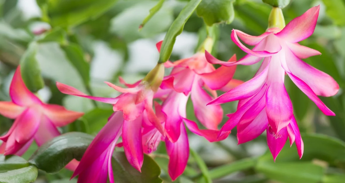 christmas cactus care