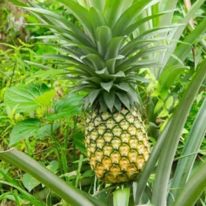 Sugarloaf Pineapple Plant - Live Fruit Tree - 4-6 Inch - Sweet Variety