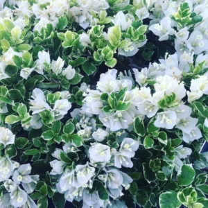 Vanilla Ice Bougainvillea Plants Live Trailing Vines 4-7