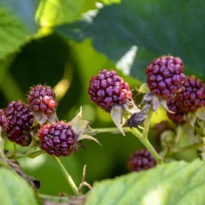 Raspberry Plants Live - Set of 4 Thornless Raspberry Seedlings for Home Gardens