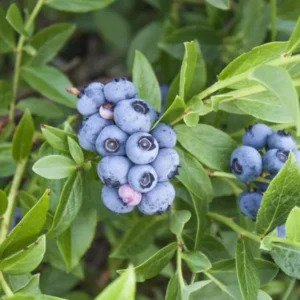 Blueberry Bush Live Plant - Sweet Blueberries Fruit Tree - 5-9 Inch Tall