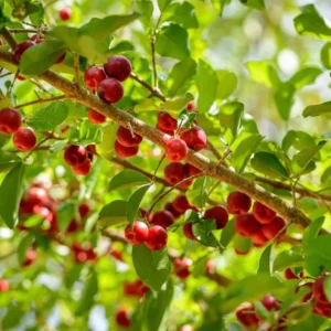 Dwarf Barbados Cherry Tree Live Plant - 5-9 Inch Ornamental Garden Acerola