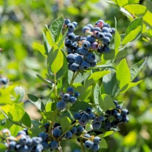 Blueberry Bush Live Plant - Mini Size - Sweet Blueberries Fruit Seedlings