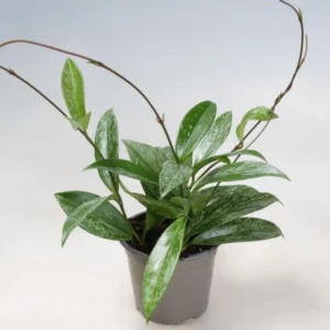 Hoya Pubicalyx Mottled Silver Leaf Plant Live - 5 Inch Indoor/Outdoor