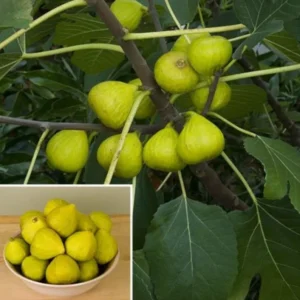 Ischia Fig Tree Live Plant - 4-8 Inches Tall - Ficus Carica - Fruit Plant