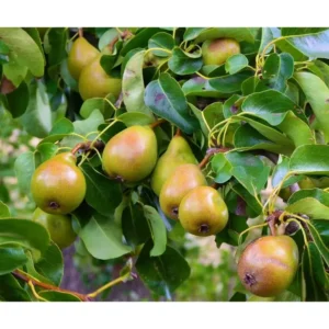 Dwarf Seckel Sugar Pear Tree - Bare Root Live Fruit Tree - 2 Years Old, 3-4 Feet Tall