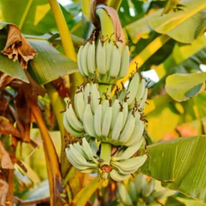 Basjoo Banana Tree Live Plant - Cold Hardy Tropical Seedling 4-8 Inch