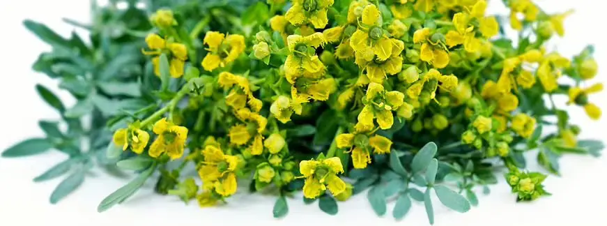 health benefits of rue