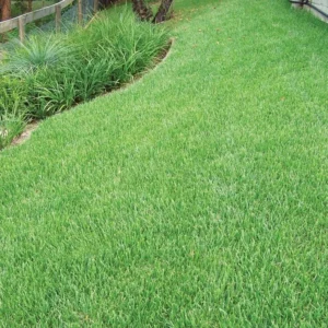 Zoysia Grass Seeds - Zoysia Japonica Ornamental Lawn Seed 1000 Count