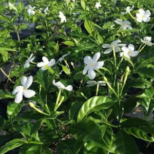 Pinwheel Jasmine Plants - Set of 2 Live Plants, 5-7 Inch Tall, Home Garden