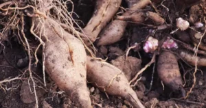 how to grow yacon tubers