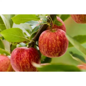Dwarf Gala Apple Tree: Bare Root Live Plant, 2 Years Old, 3-4 Feet Tall - Fruit Trees