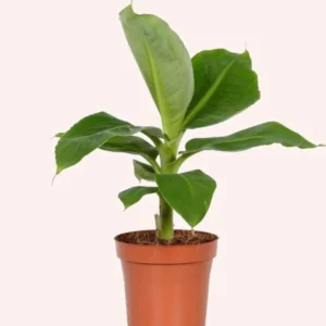 Dwarf Cavendish Banana Tree Live Plant - Garden Ready Outdoor Plant