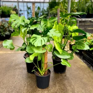Monstera Swiss Cheese Plant Set - Live Plants - 4 Inch Pots - Indoor/Outdoor