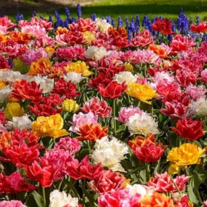 10 Bulbs Double Peony Tulip Mixed Live for Planting, Peony-Flowered Tulip Bulbs Perennial Flowers Bulbs for Garden