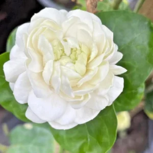 Jasmine Duke Plant Set - Jasminum Sambac Duke of Tuscany - Live Plants 2-3 Inch for Home Garden