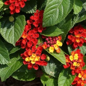 Lantana Salsa Live Plants Set of 2, Trailing, 6-8 Inch Tall, Red