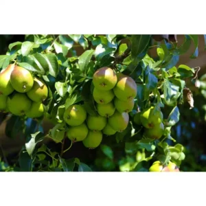 Dwarf Seckel Sugar Pear Tree - Bare Root Live Fruit Tree - 2 Years Old, 3-4 Feet Tall