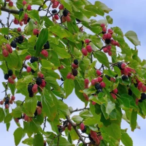 Illinois Everbearing Mulberry Tree Plant Live - Sweet Fruit Seedling