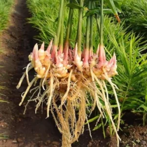 Thai Ginger Plant Set - 3 Live Galangal Herb Plants 5-8 Inch - Indoor/Outdoor Garden