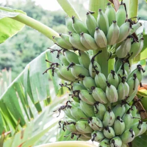 Ice Cream Banana Tree Live Plant - Blue Banana Fruit Plant 5-7 Inch