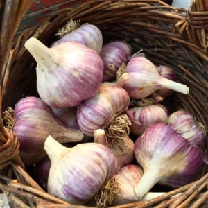 8 Purple Stripe Italian Garlic Bulbs for Planting and Gardening, Hardneck Garlic Tubers