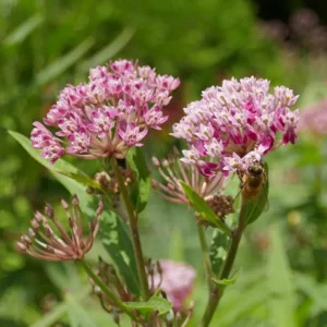 Butterfly Milkweed Plants Live - Tropical Red Milkweed - 4-7