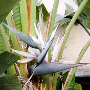 White Bird of Paradise Plant Live - 6-8 Inch Tropical Outdoor Plant